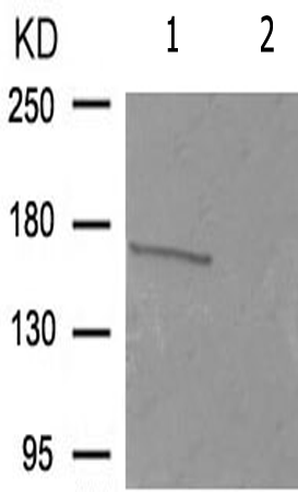 兔抗PDGFRB(Phospho-Tyr740)多克隆抗体