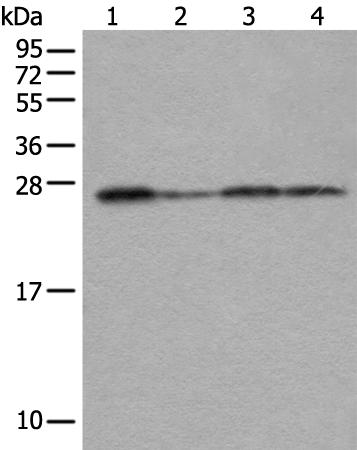 兔抗VTI1A多克隆抗体 