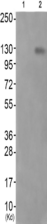 兔抗JAK2(Phospho-Tyr570) 多克隆抗体