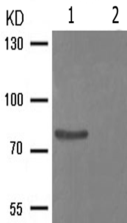 兔抗PECAM1(Phospho-Tyr713) 多克隆抗体