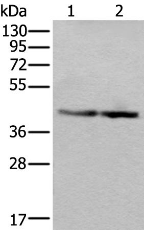 兔抗WDR18多克隆抗体 