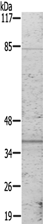 兔抗JUN(Ab-243) 多克隆抗体 