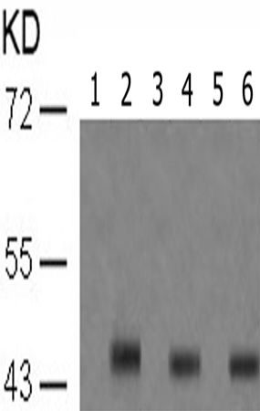 兔抗JUN (Phospho-Ser243) 多克隆抗体 