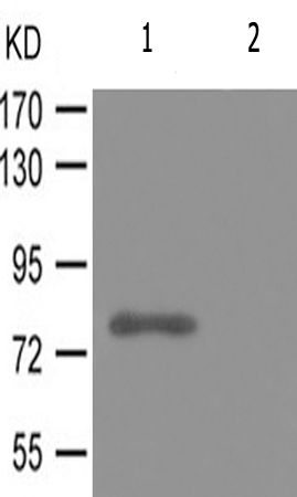 兔抗PIK3R1(Phospho-Tyr607) 多克隆抗体