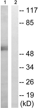 兔抗WWOX(Phospho-Tyr33) 多克隆抗体 