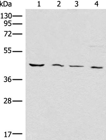 兔抗WWTR1多克隆抗体