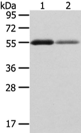 兔抗XKR3多克隆抗体 