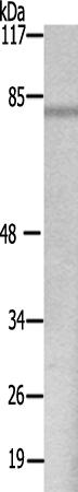 兔抗XRCC5多克隆抗体