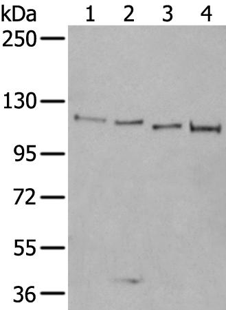 兔抗XRN2多克隆抗体 