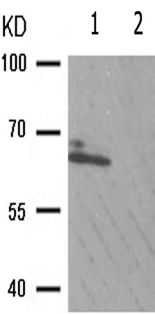 兔抗YAP1(Phospho-Ser127) 多克隆抗体 