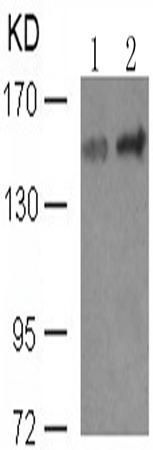 兔抗PLCG1 (phospho-Tyr771)多克隆抗体