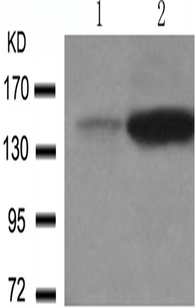 兔抗PLCG1 (Phospho-Tyr783)多克隆抗体