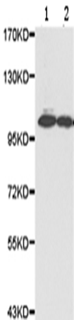 兔抗KDM1A多克隆抗体