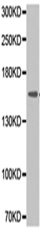 兔抗PLCG2多克隆抗体