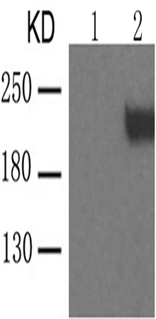兔抗KDR (phospho-Tyr1059)多克隆抗体