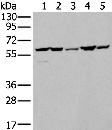 兔抗ZBTB3多克隆抗体 