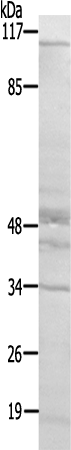 兔抗KIAA1804多克隆抗体  