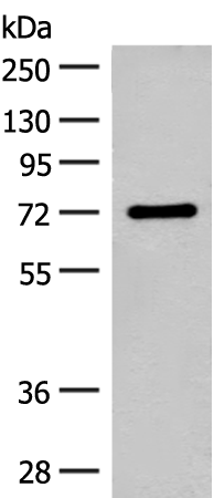 兔抗SLC6A11多克隆抗体