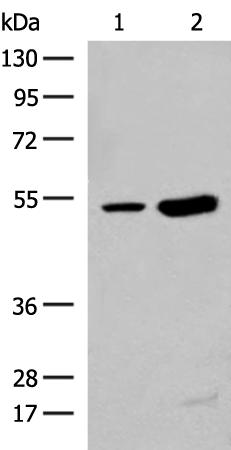 兔抗ZBTB43多克隆抗体
