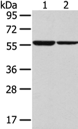 兔抗SLC7A11多克隆抗体