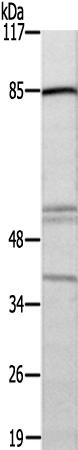 兔抗ZC3H11A多克隆抗体  