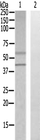 兔抗SLC30A9多克隆抗体
