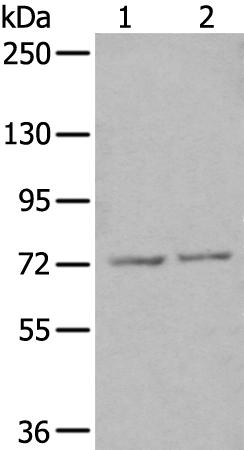 兔抗ZNF7多克隆抗体  