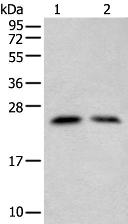 兔抗ZNF22多克隆抗体