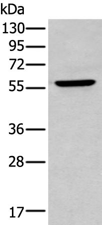 兔抗ZNF34多克隆抗体
