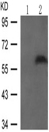 兔抗SMAD1 (Phospho-Ser206)多克隆抗体