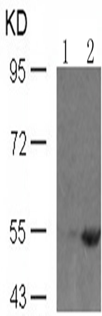 兔抗SMAD1 (Phospho-Ser465)多克隆抗体