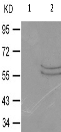 兔抗SMAD1(Phospho-Ser187) 多克隆抗体