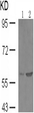 兔抗SMAD2 (Phospho-Ser467)多克隆抗体