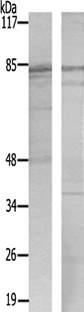 兔抗PRKCA(Ab-657) 多克隆抗体