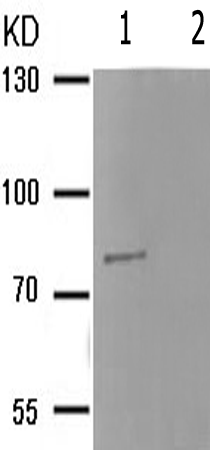 兔抗PRKCD(Phospho-Tyr64) 多克隆抗体