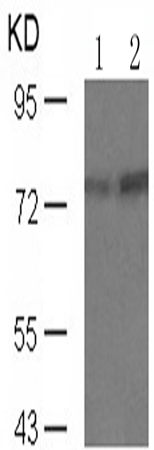 兔抗PRKCQ (Phospho-Ser676)多克隆抗体