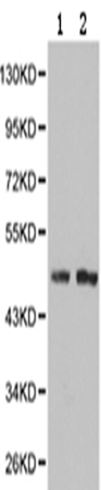 兔抗PSMC5多克隆抗体