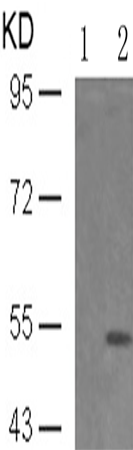 兔抗PTEN (Phospho-Ser380 Thr382 Thr383)多克隆抗体