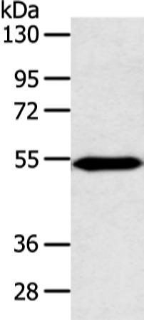 兔抗ZNF239多克隆抗体 