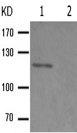 兔抗PTK2(Phospho-Ser843) 多克隆抗体