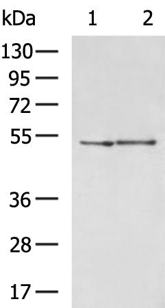 兔抗ZNF672多克隆抗体