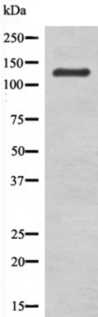 兔抗LATS1/2(Phospho-Ser909/872)多克隆抗体  