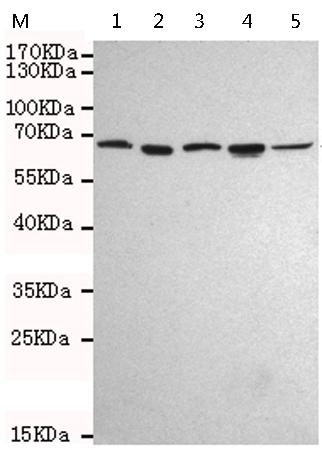 小鼠抗AIFM1单克隆抗体 