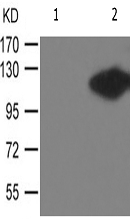 兔抗LIPE(Phospho-Ser552) 多克隆抗体 