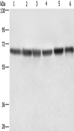 兔抗LMNB1多克隆抗体 