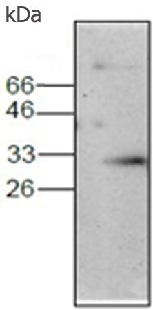 小鼠抗ANXA4单克隆抗体  