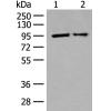 兔抗ALDH1L1多克隆抗体