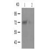 兔抗ATF2(Phospho-Ser62or44)多克隆抗体
