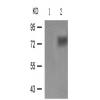 兔抗ATF2(Phospho-Ser112or94)多克隆抗体