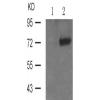 兔抗ATF2(Phospho-Thr69or51)多克隆抗体